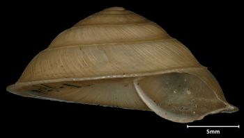 Media type: image;   Malacology 32521 Aspect: oblique apertural